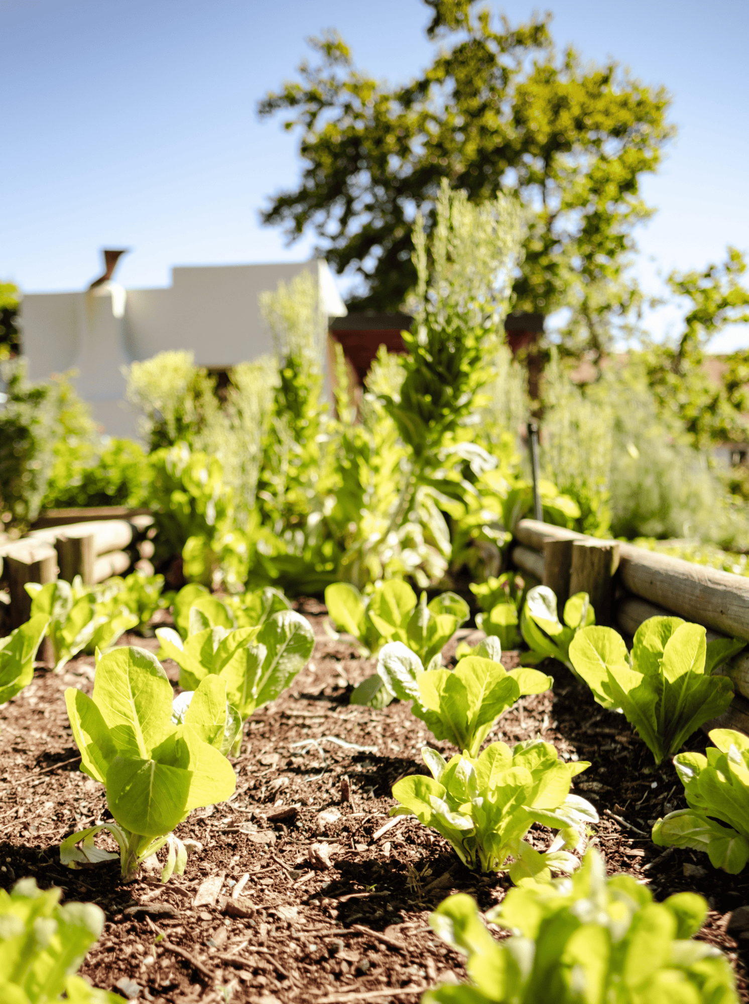 Image of young lettuce plants growing in a raised garden bed on a sunny day for the Contact Us page.